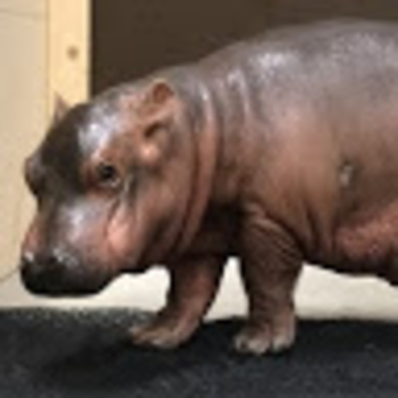 Meet your Posher, Charlotte - Picture 1 of 1